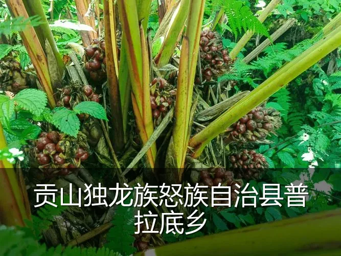 贡山独龙族怒族自治县普拉底乡